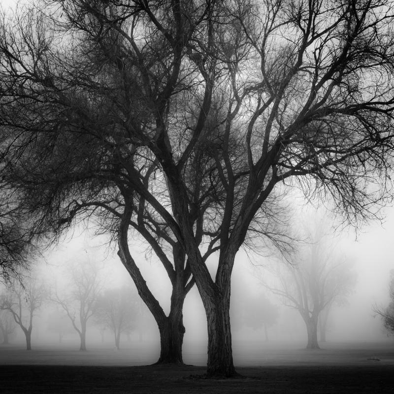 I recently woke up to a foggy morning, a rare thing where we live.  I found these oak trees on a municipal golf course and spent some time with them.  Trees can give the illusion of immortality.