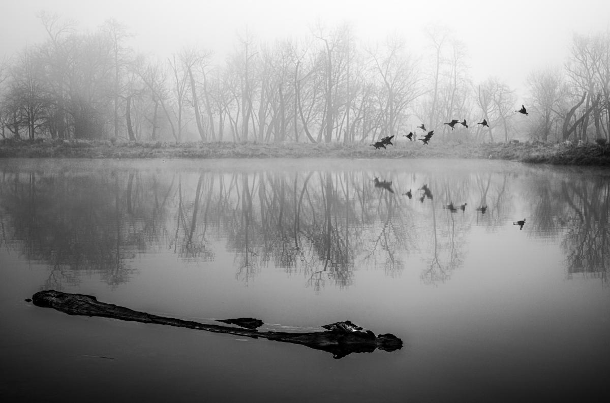 I was photographing this log in a pond in fog when my mother decided that the composition could be improved by adding a small skein of geese approaching for a landing.  This picture exemplifies my approach to photography.  I was taking my time, trying to juxtapose the log with the trees across the pond.  My dog, Gracie, was sniffing the bushes close to me.  She's blind so she doesn't go far.  A jogger with her dogs had passed us several minutes earlier, and as she was circling around the far side of the pond, her dogs must have caused some geese to take flight.  They circled and came in for this landing.  I caught this in my peripheral vision and shifted my position.  I'm not sure I can describe how it happened, but it all came together in an instant, even the presence of the jogger on the far side between the birds.  I have a simple, manual camera so technical things like hyperlocal distance, aperture and shutter speed happen intuitively on my end, rather than automatically and electronically in the camera.  This is not one out of a 20-exposure burst.  Had I used a modern, autofocus, autoexposure camera I doubt if could have made this image.  It would have been the camera calculating rather than my subconscious reacting.  But I have to ask myself, did I make this image, or did this image make itself?  Does the archer loose the arrow, or does the arrow loose itself, "like snow slipping off a bamboo leaf"?  Something happens that has nothing to do with the archer, or the photographer.  It is an instant of alignment of the mind, heart and eye, as Cartier-Bresson said.  I had nothing to do with the elements.  Those were a gift.  An instant before or after, the jogger would have been obscured by the birds.  But enough analysis, because as Henri also said, "You should not try to explain the mystery too much."
