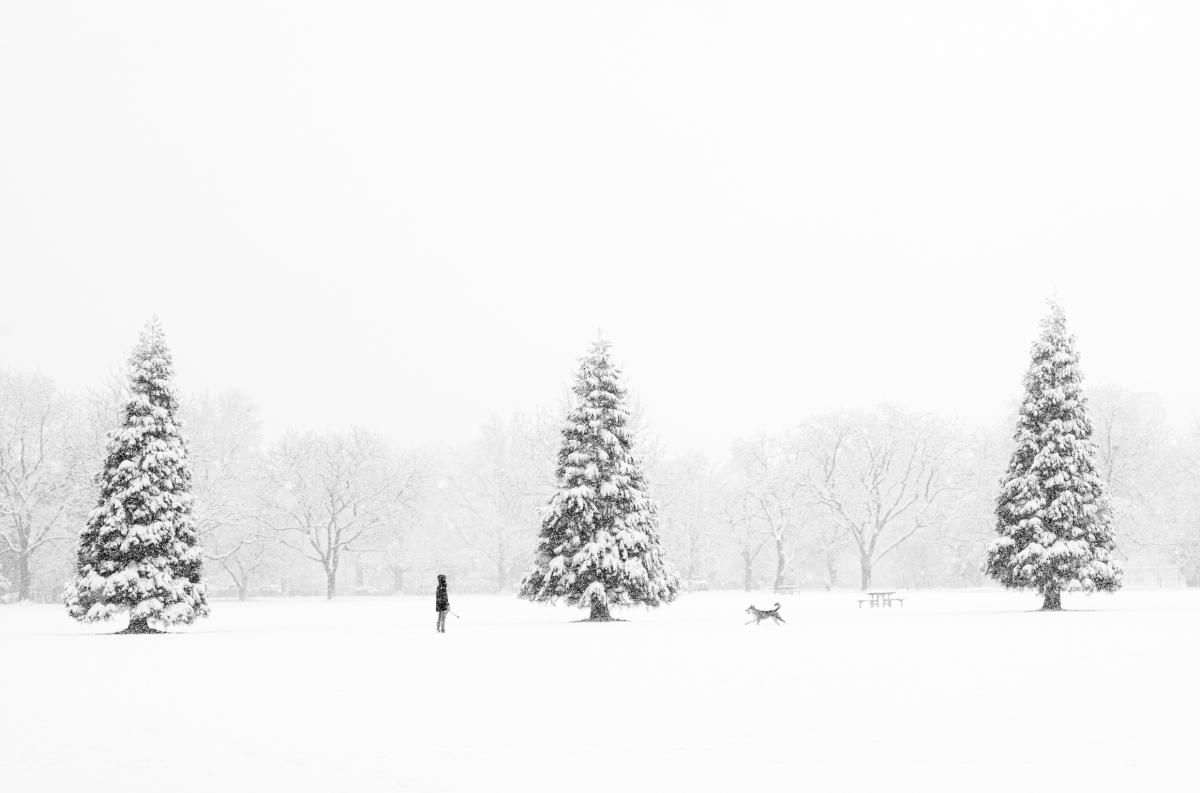 I was not in a relaxed, open mood when I went out to photograph on this day, but the fresh snow was so beautiful that I had to go.  Not long after Gracie and I arrived at the park, whatever was worrying me faded away as I watched people playing with and walking their dogs.  This woman had a pattern of throwing the ball and waiting for her dog to return.  Then she tossed it again and took a few steps forward.  Ultimately this happened, which I am sure I probably would have missed if I were using a motor drive.