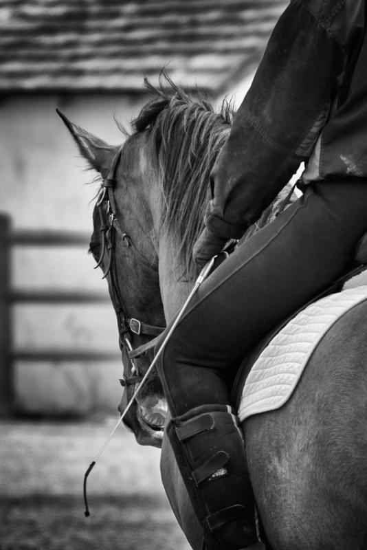 Kuli being lessoned in dressage.