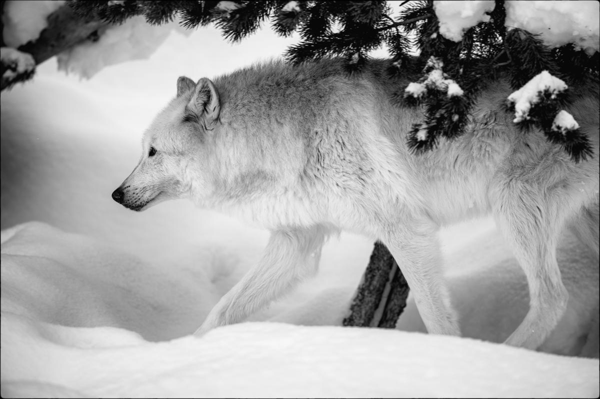 A captive reintroduced wolf at a rehab center near Yellowstone National Park. For years I tried to do wildlife photography, but that requires a skillset, dedication and much time, none of which I had.