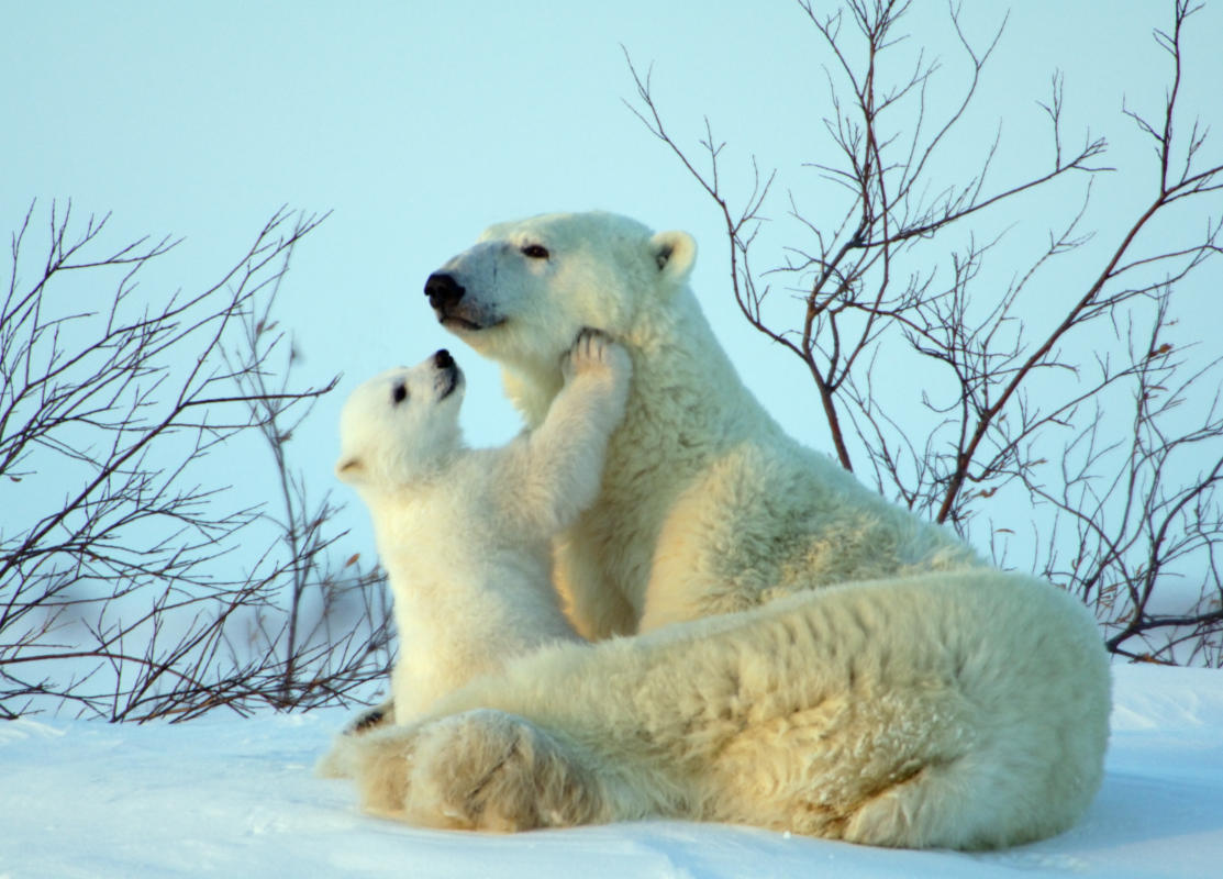 Driven to photograph bears of all species I went to Canada.  The first trip was on a Tundra Buggy for a few days, and I had a young driver who recognized my passion and gave me special access.  His name was Paul Nicklin, who has gone on to become one of the greatest environmentalists and National Geographic photographers of all time.  But even with that I wanted different photographs, so I found out about a small lodge run by Native Americans.  You go south about an hour by train from Churchill and get dropped off in the middle of the tundra at night, in the dead of winter.  No roads, no buildings.  They tell you to wait, then the train leaves.  In a little while lights come toward you and you get picked up in a tracked vehicle.  You stay in a building that was part of the DEW line from the 1950's.  We did not see any bears for 7 days.  Finally, on the afternoon the day before leaving, we saw this mother with 3 cubs.  I made this photograph just at dusk.