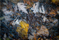 © All photographs copyright Timothy Floyd