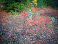 © All photographs copyright Timothy Floyd