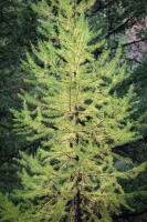 © All photographs copyright Timothy Floyd