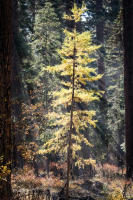 © All photographs copyright Timothy Floyd